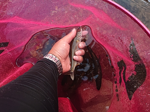 アユの釣果