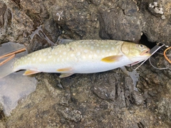 アメマスの釣果