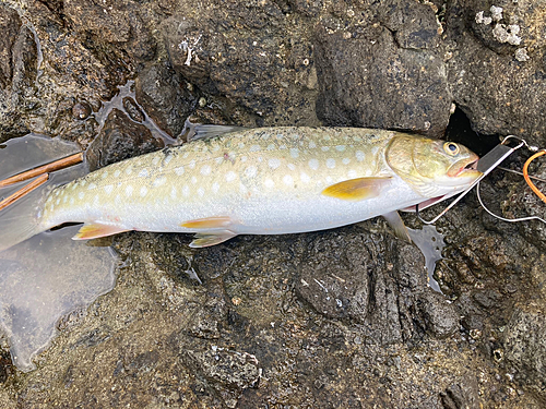 アメマスの釣果