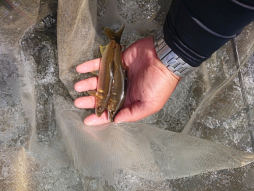 アユの釣果