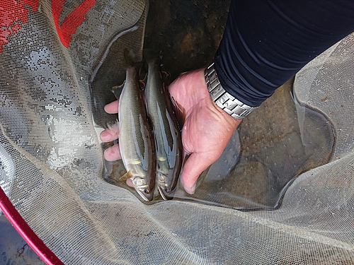 アユの釣果