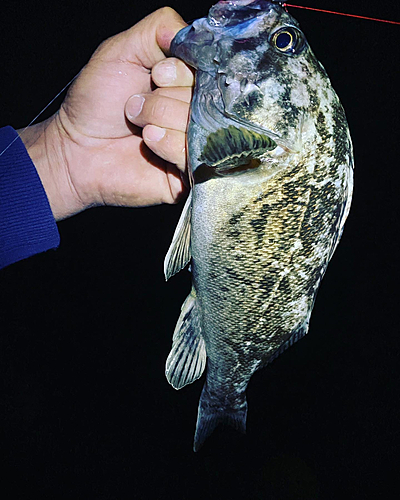 クロソイの釣果