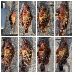 ガシラの釣果
