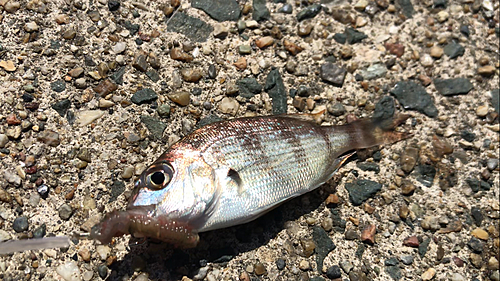 チャリコの釣果