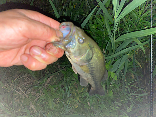 ブラックバスの釣果