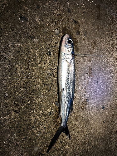 トビウオの釣果