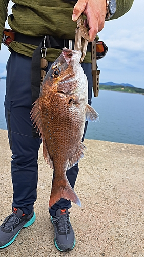 マダイの釣果