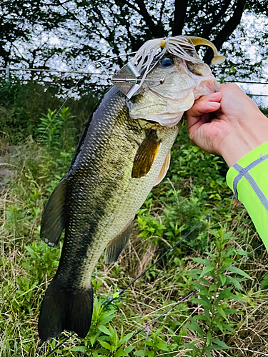 ブラックバスの釣果