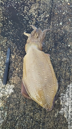 モンゴウイカの釣果