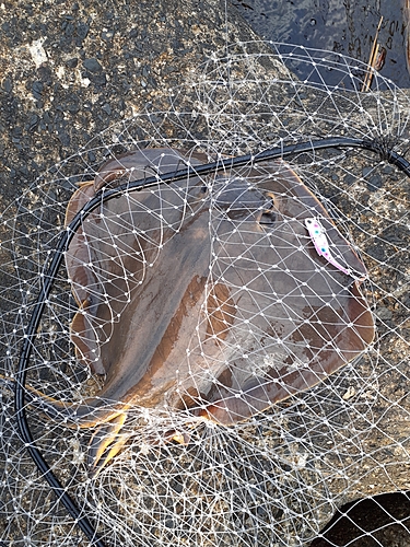 エイの釣果