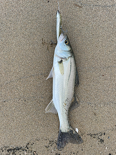 セイゴ（マルスズキ）の釣果