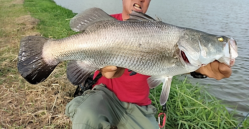 バラマンディの釣果