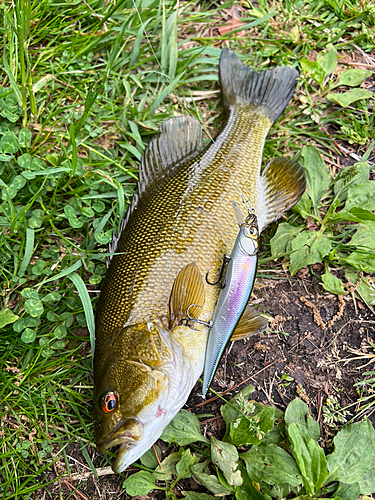 スモールマウスバスの釣果