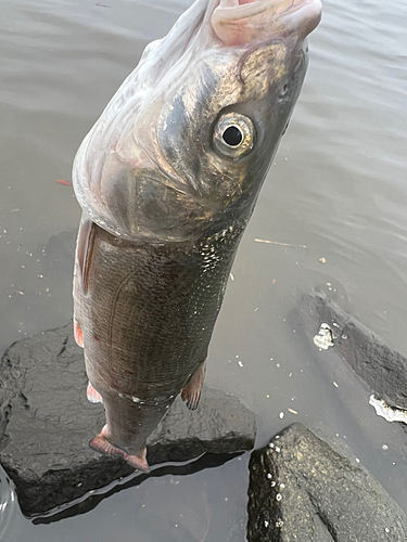 ニゴイの釣果