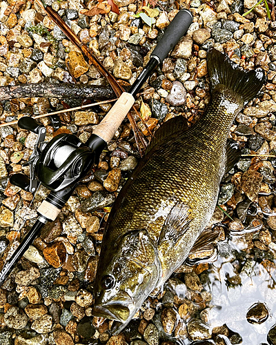 スモールマウスバスの釣果