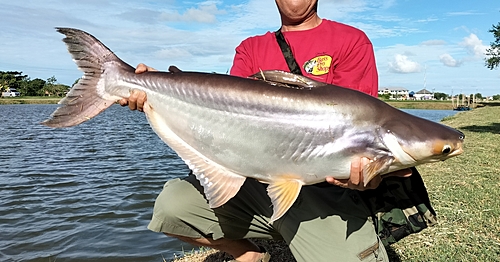 ナマズの釣果