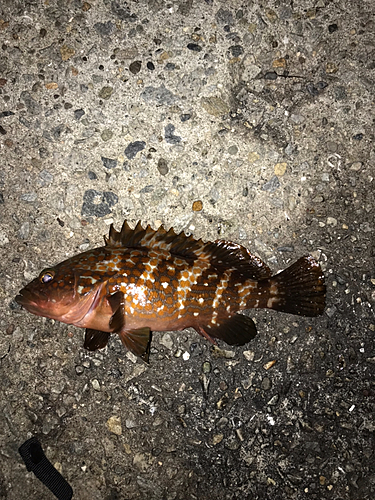 アコウの釣果