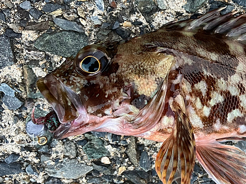 カサゴの釣果