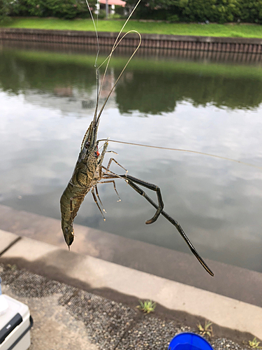 テナガエビの釣果