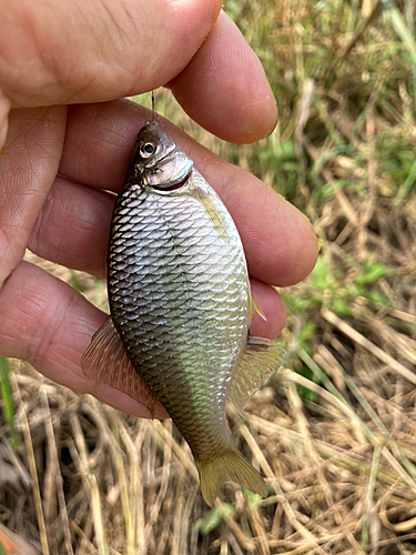 タナゴの釣果