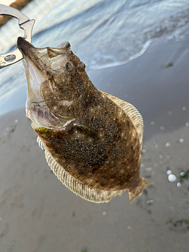 ソゲの釣果