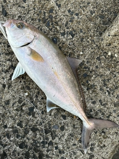 カンパチの釣果