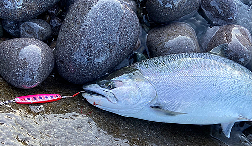 サクラマスの釣果