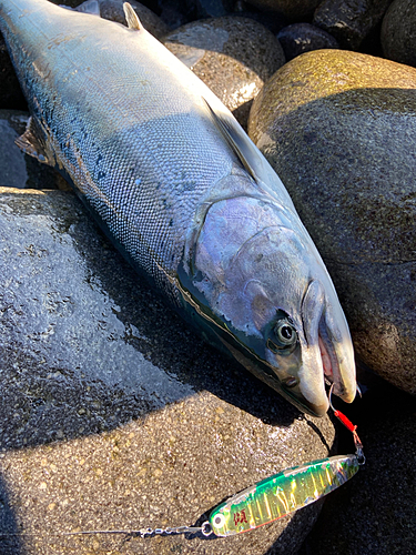 サクラマスの釣果