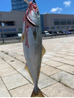 ワカシの釣果