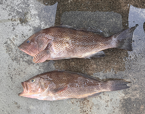 タイの釣果