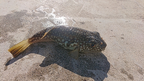 コモンフグの釣果