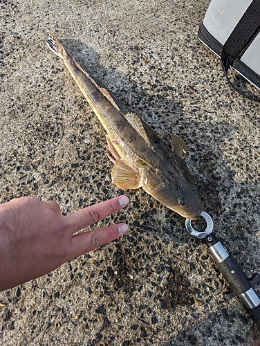 マゴチの釣果