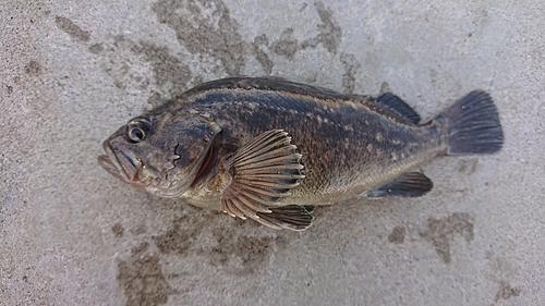 クロソイの釣果