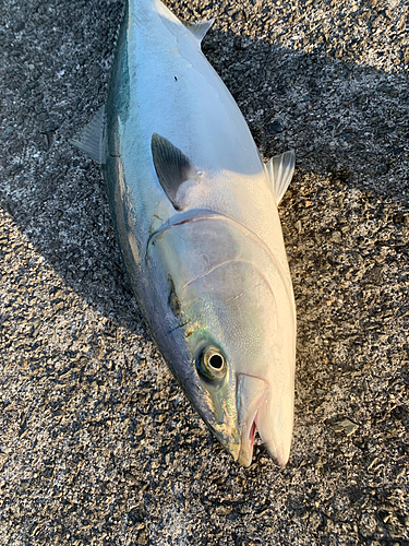 ブリの釣果