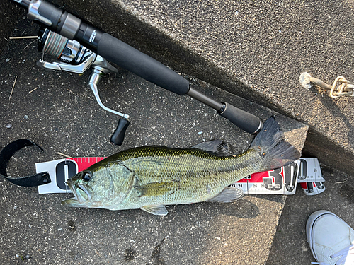 ブラックバスの釣果