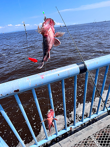 カサゴの釣果