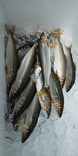 アユの釣果