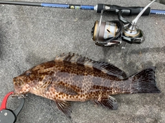 オオモンハタの釣果