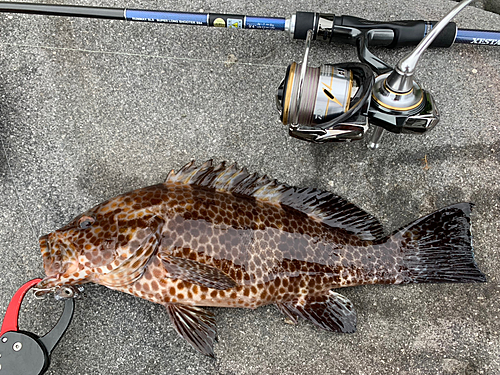 オオモンハタの釣果