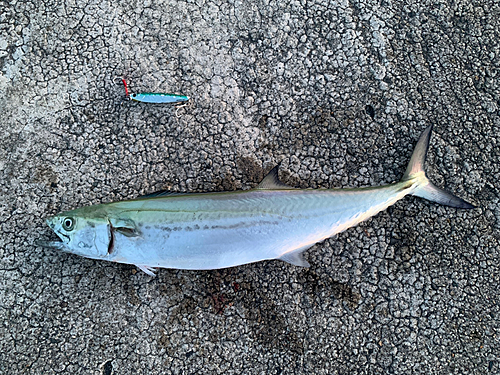 サゴシの釣果