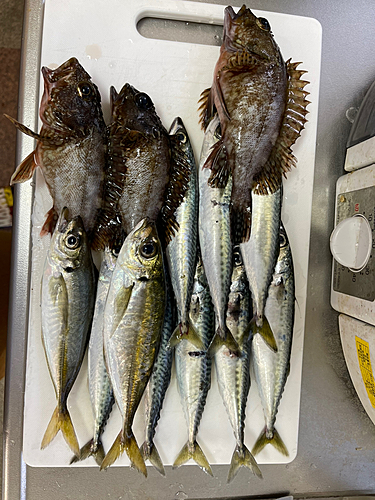 アジの釣果