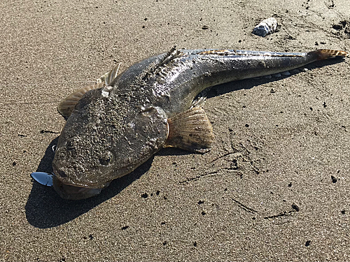 マゴチの釣果