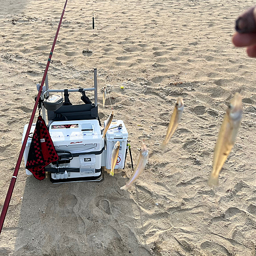 キスの釣果