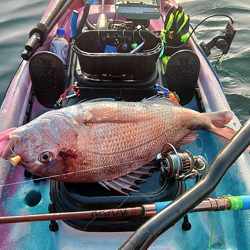 クロソイの釣果