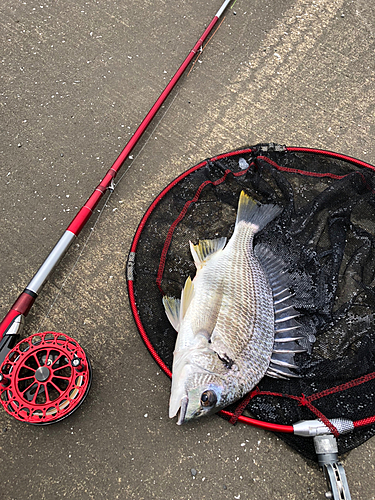 キビレの釣果