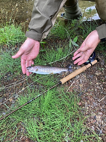 イワナの釣果