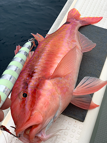 オキナヒメジの釣果