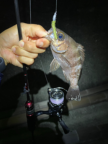 クロメバルの釣果