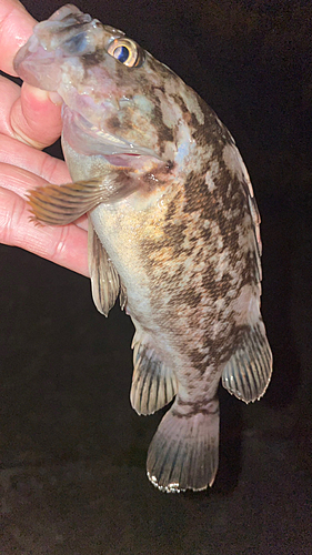 クロソイの釣果