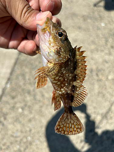 ガシラの釣果